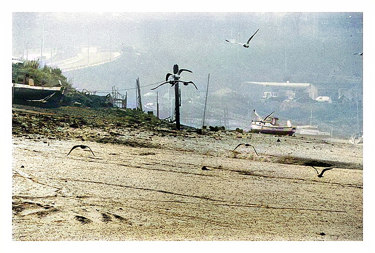 An early c.1980's view of the muddy shoreline of the River Ely looking upstream with the gulls scavenging for food.