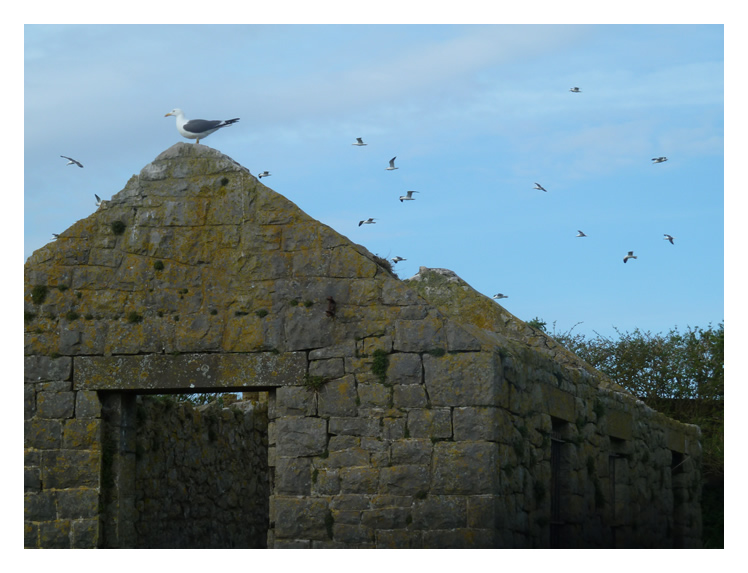 Another hazard are the gull population which frequent the island.