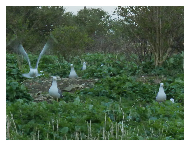 Some Friends - some of the inhabitants of Flat Holm I met along the way.