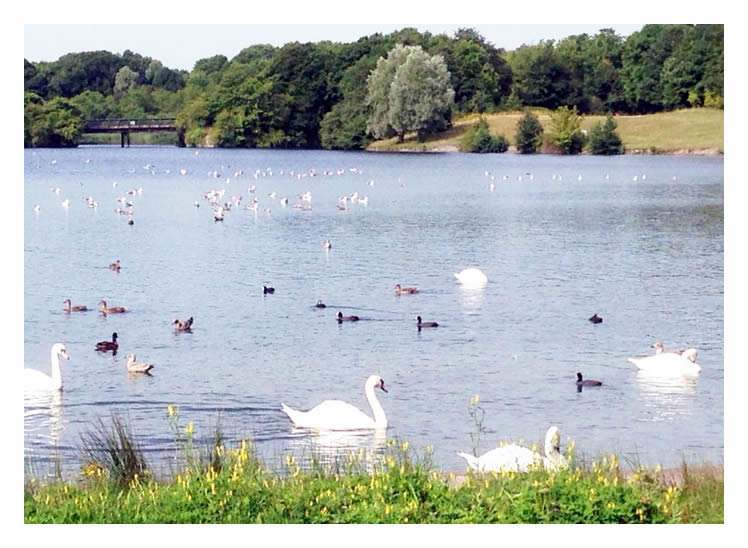 Cosmeston Country Park.